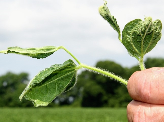 States Respond To Dicamba Complaints Agweb