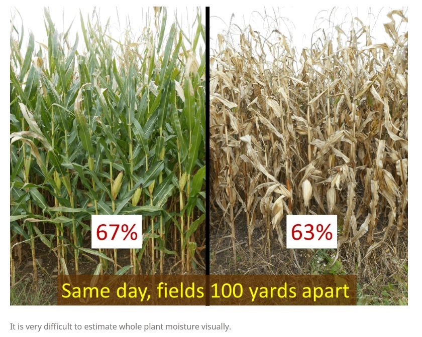 Managing Corn Silage In Season Dairy Herd