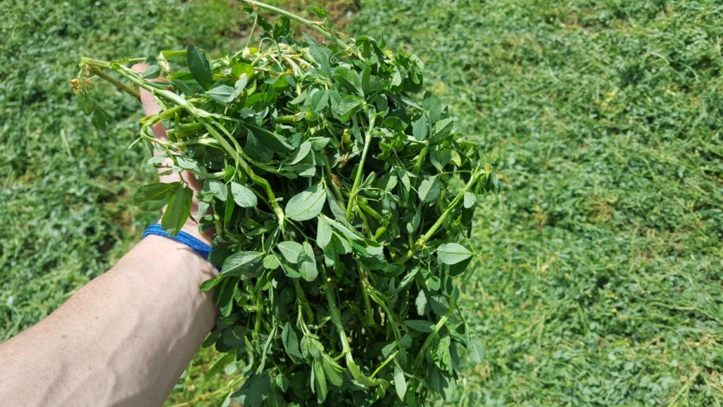 When Should You Cut First Crop Alfalfa Dairy Herd