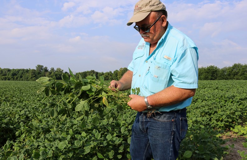 Dicamba Drift Blowing Farm Trouble Again In Agweb