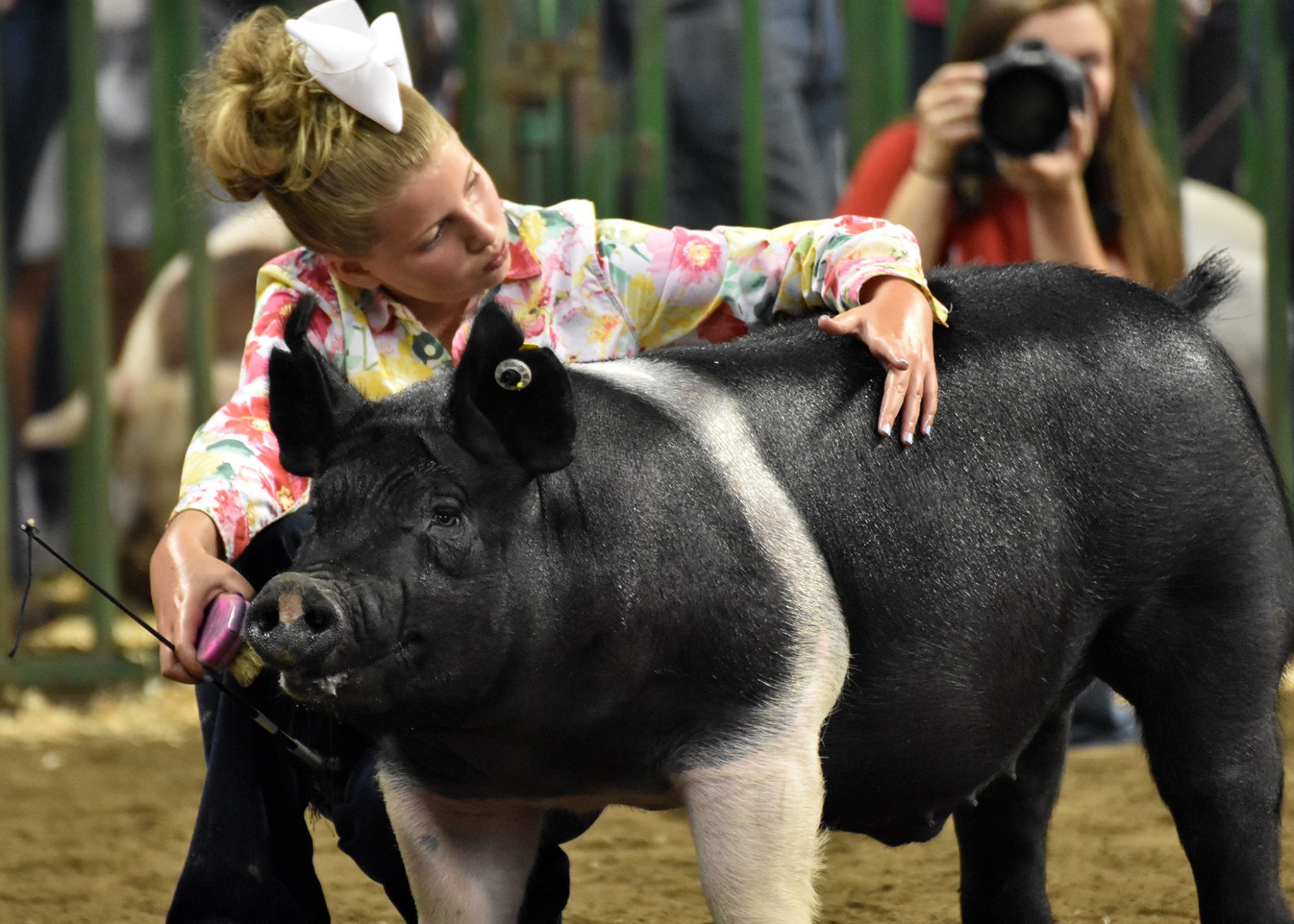 Indiana State Fair Canceled, Plans for Modified Youth Livestock Show