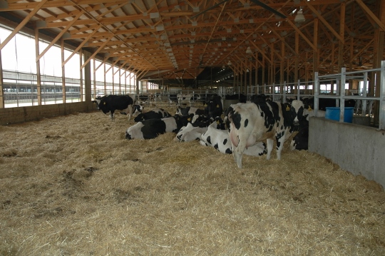 Mimic Nature in Maternity Pens | Dairy Herd