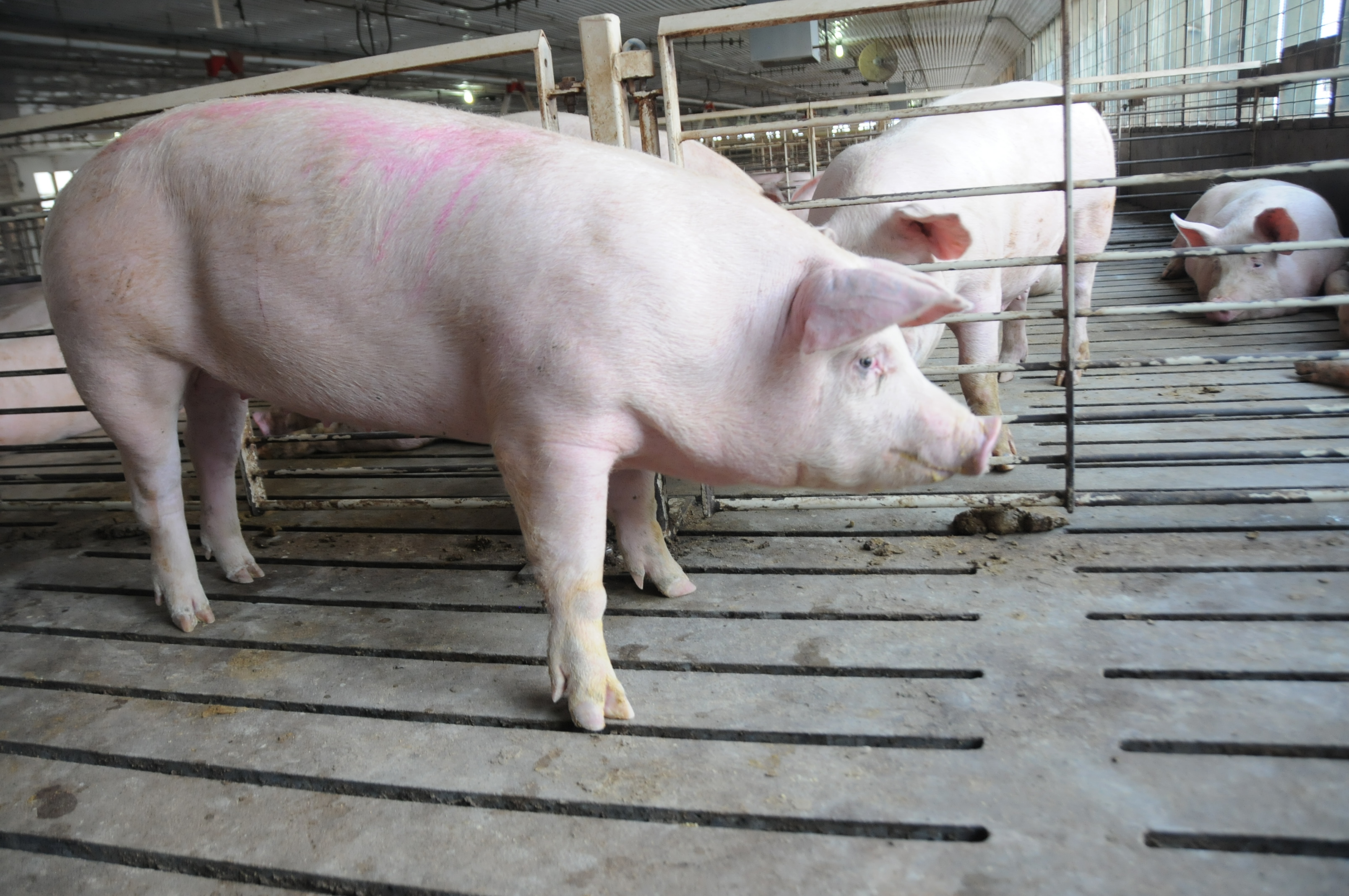 Gilt Management For Improved Sow Lifetime Productivity Pork Business