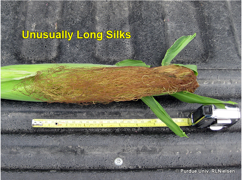 what-extra-long-silks-mean-for-pollination-agweb