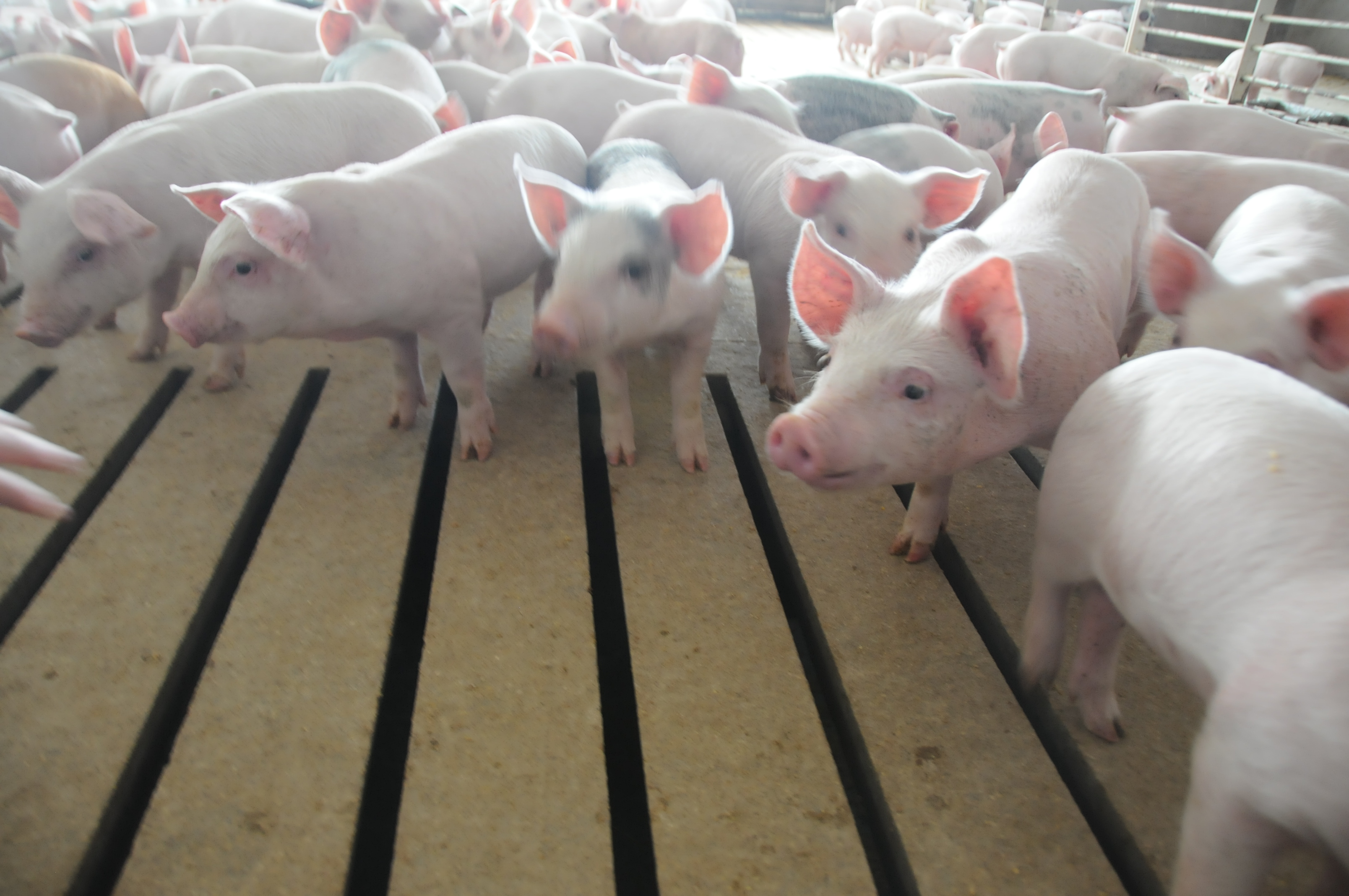 Foreign Animal Disease Tops Resolutions Approved By NPPC Pork Business