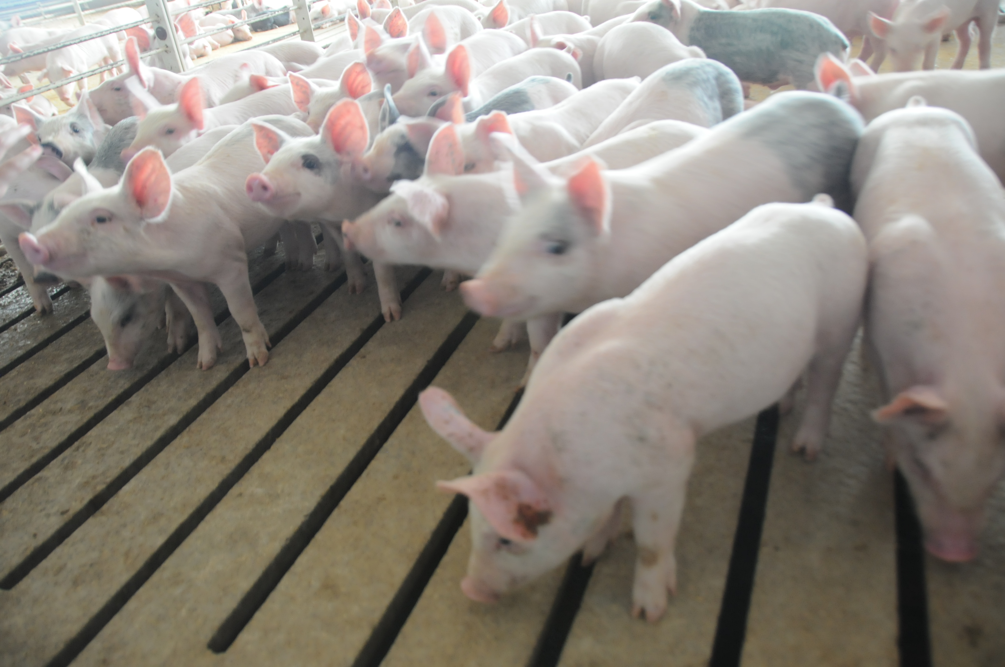 fifth-north-carolina-nuisance-case-lands-another-blow-to-pig-farmers