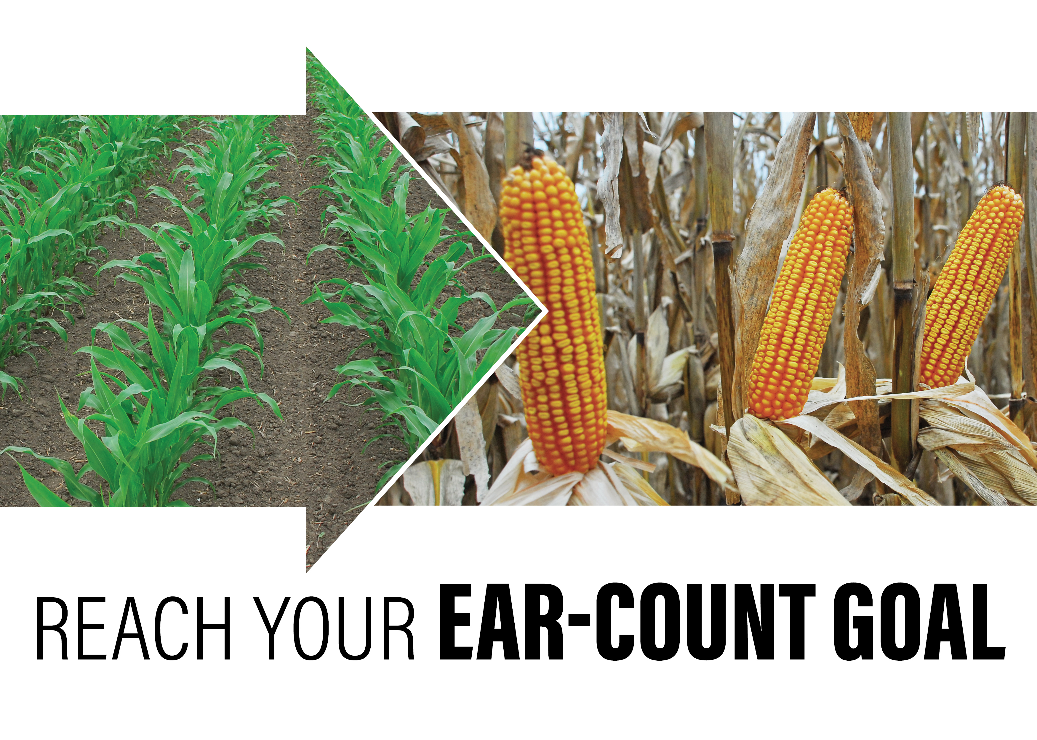 Reach Your Ear Count Goal