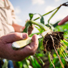 Corn Root Worm Protection