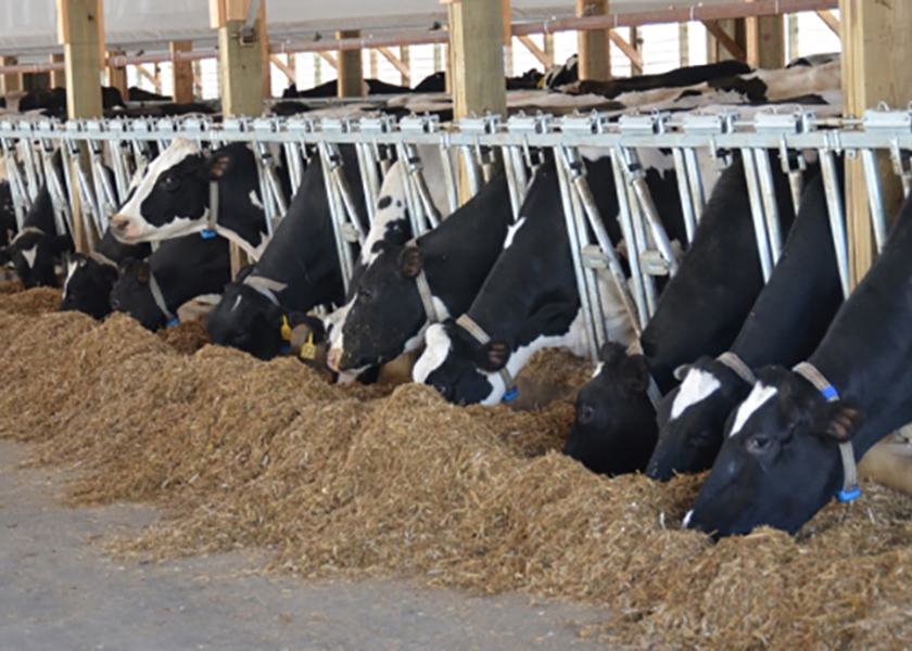 Increasing Feed Efficiency Dairy Herd