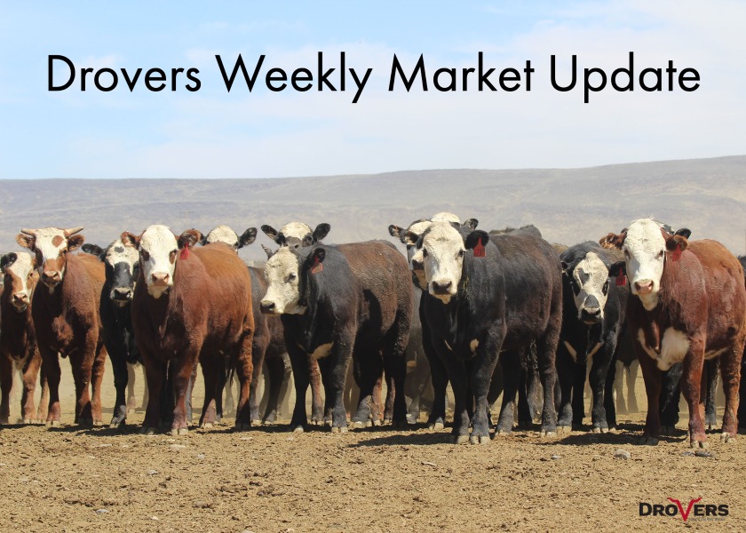 Drovers Weekly Cattle Markets Update Drovers