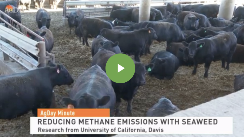 Feeding Cows Seaweed Could Reduce Cattle Methane Emissions