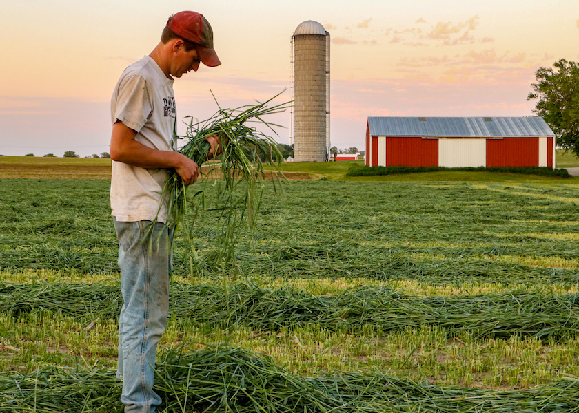 Cereal Grains Enhance Dairy Cropping Options | Dairy Herd