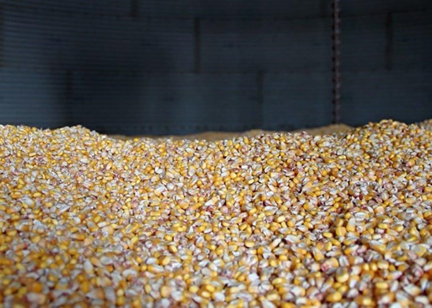 $6 Corn Futures? Here's What's Driving Corn Prices Right Now