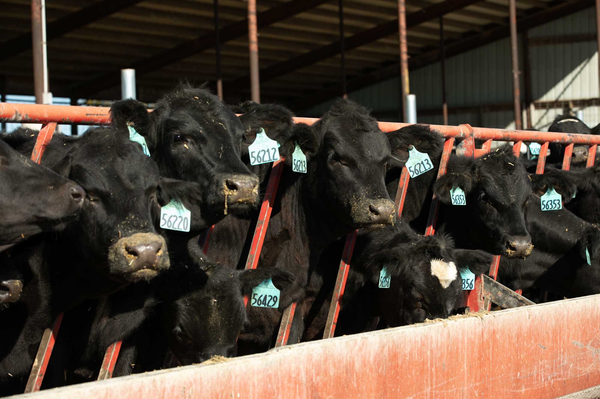 How To Choose the Right Beef Sires | Dairy Herd