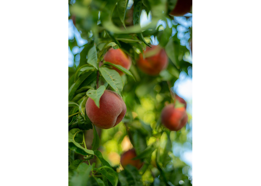 https://cdn.farmjournal.com/s3fs-public/2021-08/Peach-Harvest-Stemilt%20web.png