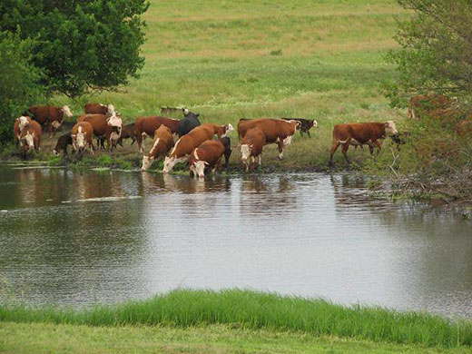 Heat Stress in Cattle | Drovers