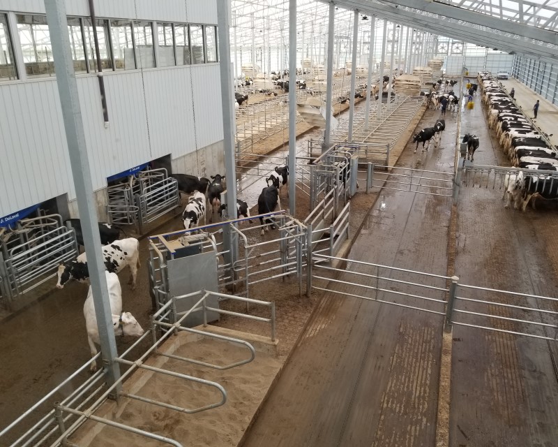 Robotic Milking Article Series from Cornell | Dairy Herd