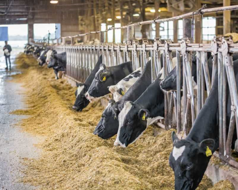 Four Ways to Improve Feed Efficiency Without Cutting Feed Inputs ...