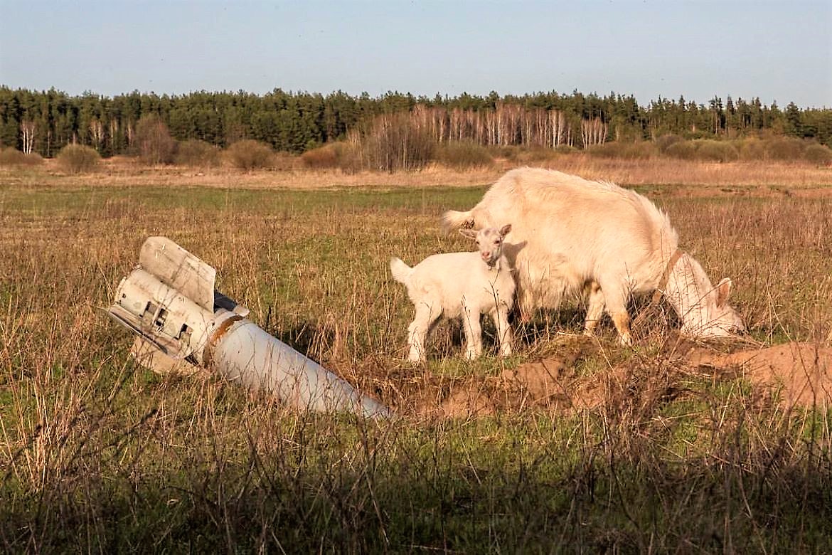 Livestock graze near unexploded rockets in rural Ukraine