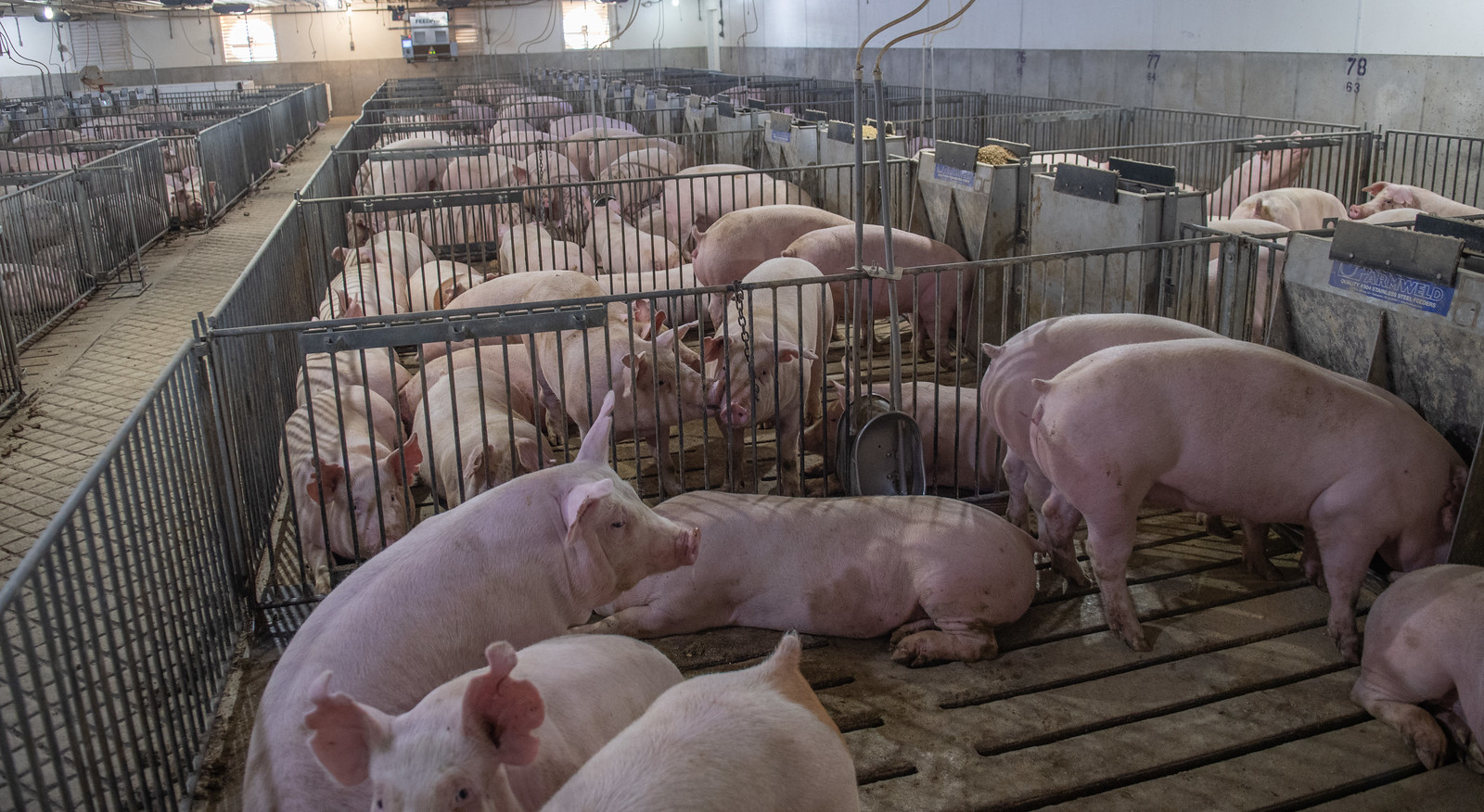 Cash Feeder Pig Prices Average 65.43, Down 2.24 Last Week Pork Business