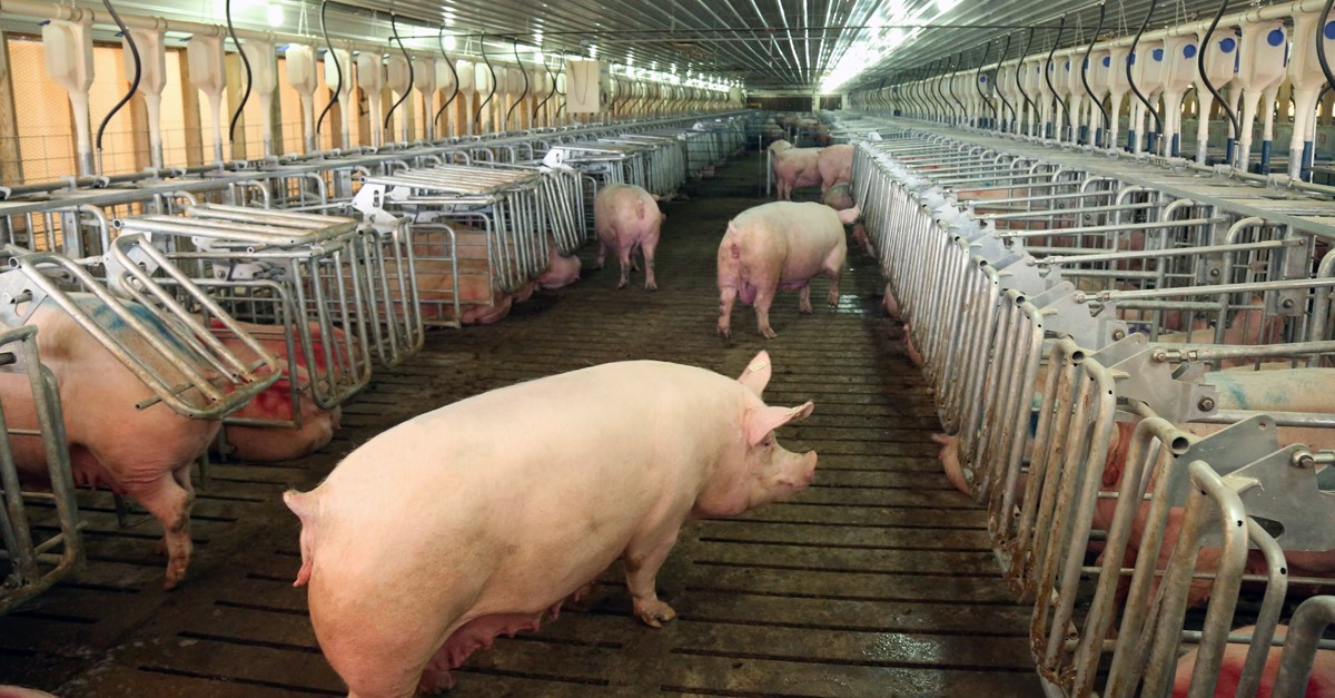 Hogs & Pigs Report: Herd smaller than expected, but signs contraction ...