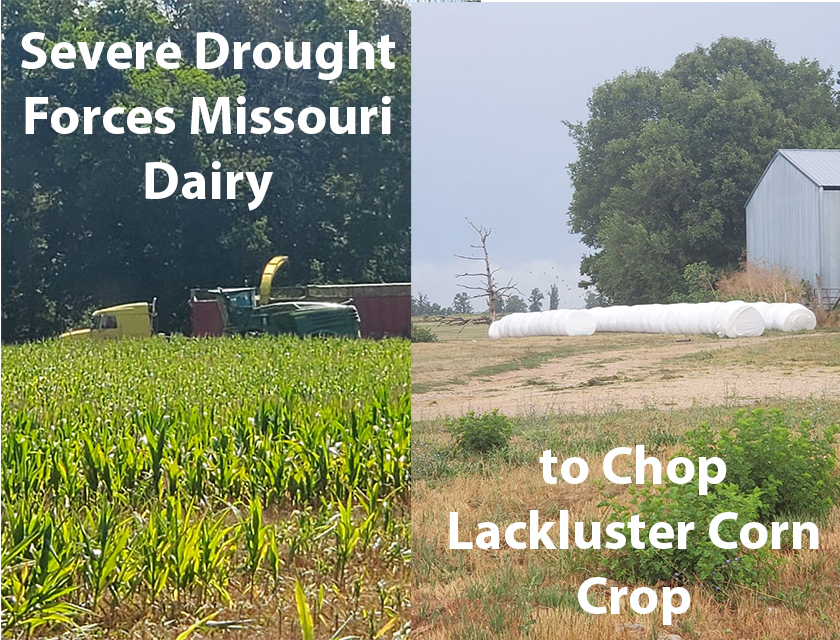 Severe Drought Forces Missouri Dairy to Chop Lackluster Corn Crop