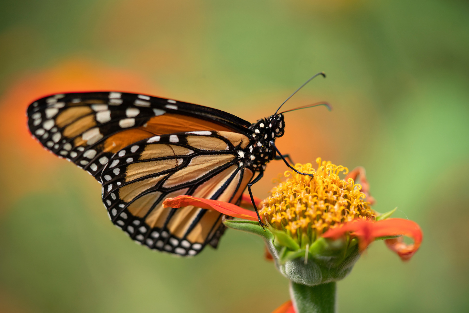 Region is a link in monarch butterflies' survival trail