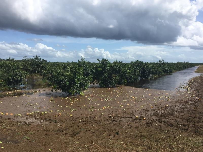  The following photos are from the Florida Citrus Growers and depict cirtus crop damage from 2017 Hurricane Irma. 
