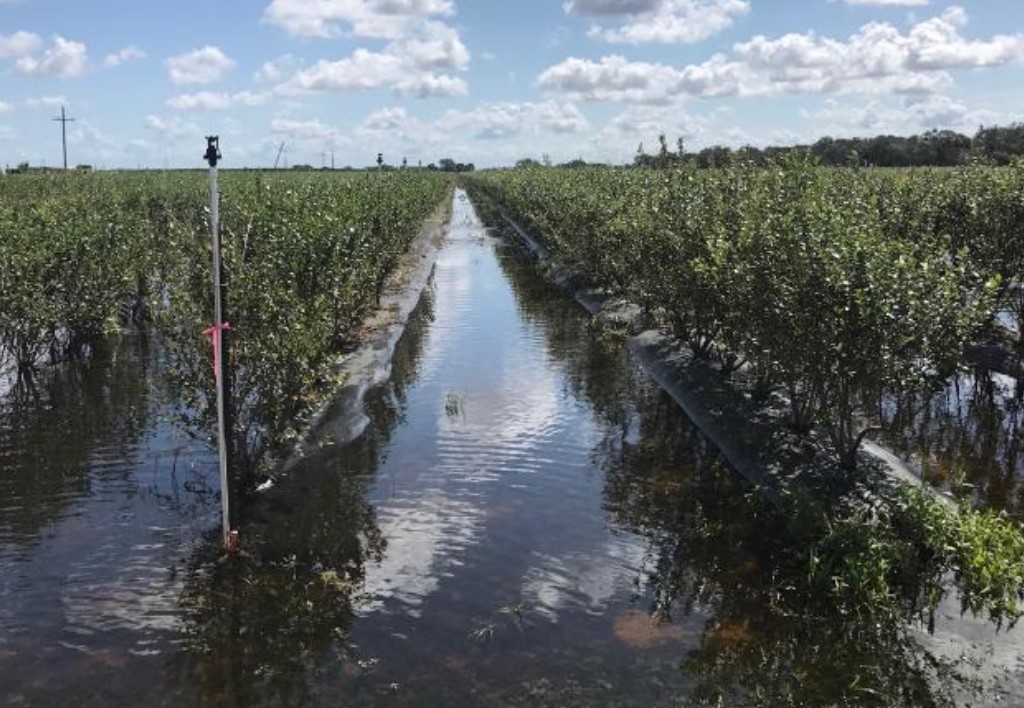  Flooded blueberry field following Hurricane Irma.
Credit: J. Gross