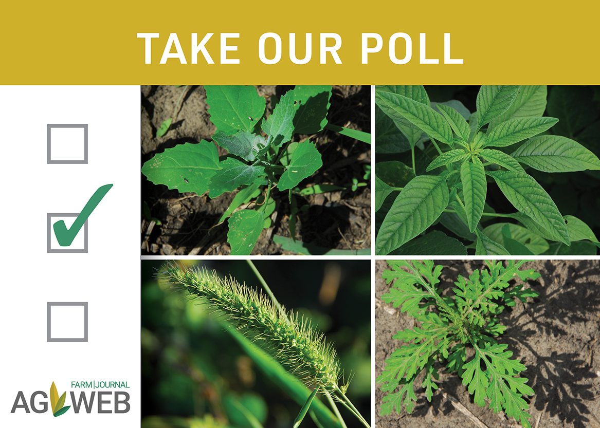 Take Our Poll: What Is Your Top Weed Nemesis on Your Farm?