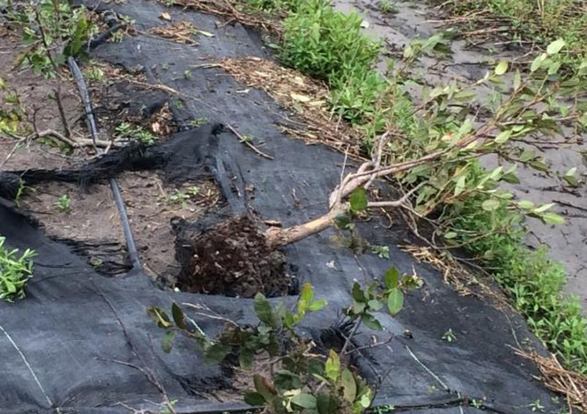  Blueberry plants uprooted during Hurricane Irma.
Credit: J. Gross
