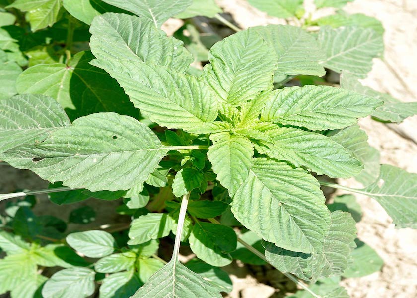 Identify and Control Palmer Amaranth in Your Fields | AgWeb