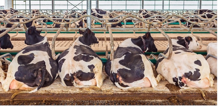 Improving Cow Comfort by Focusing on Cow Time Management | Dairy Herd