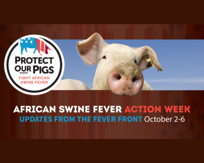 Pork prices set to soar as African swine fever devastates pig