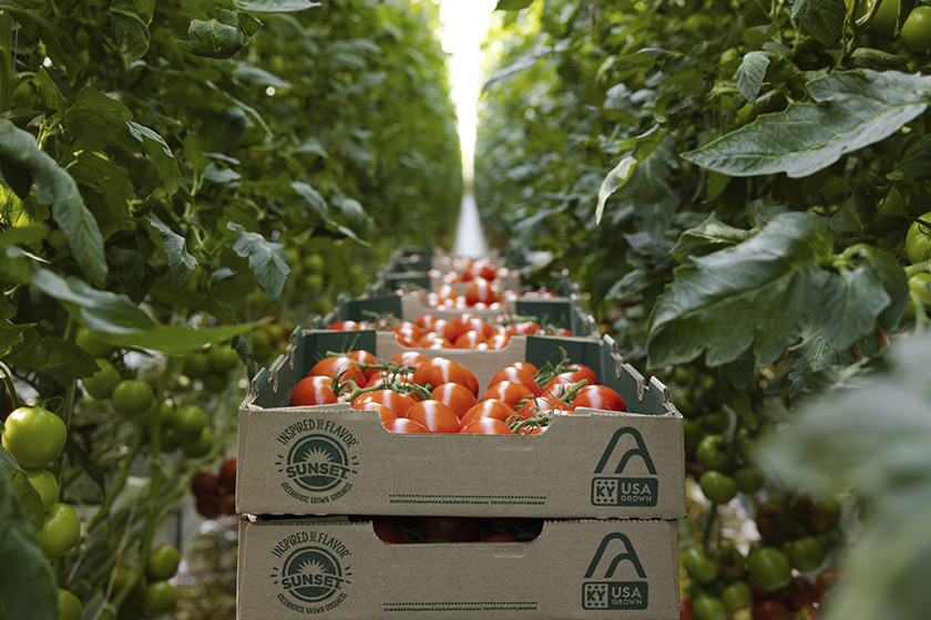 Mastronardi expands its Kentucky greenhouse footprint The Packer