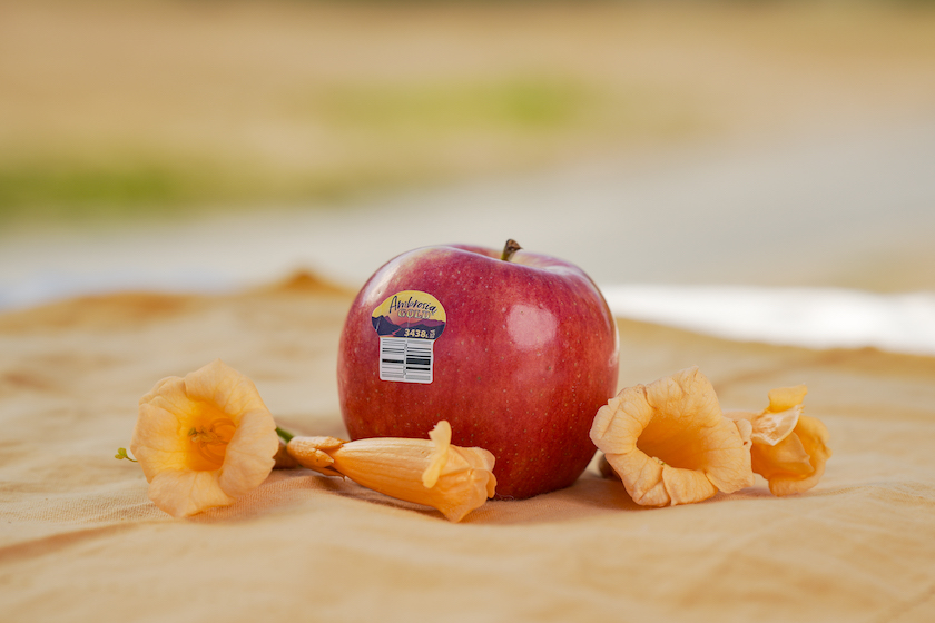 CMI Orchards touts premium Ambrosia Gold apples The Packer