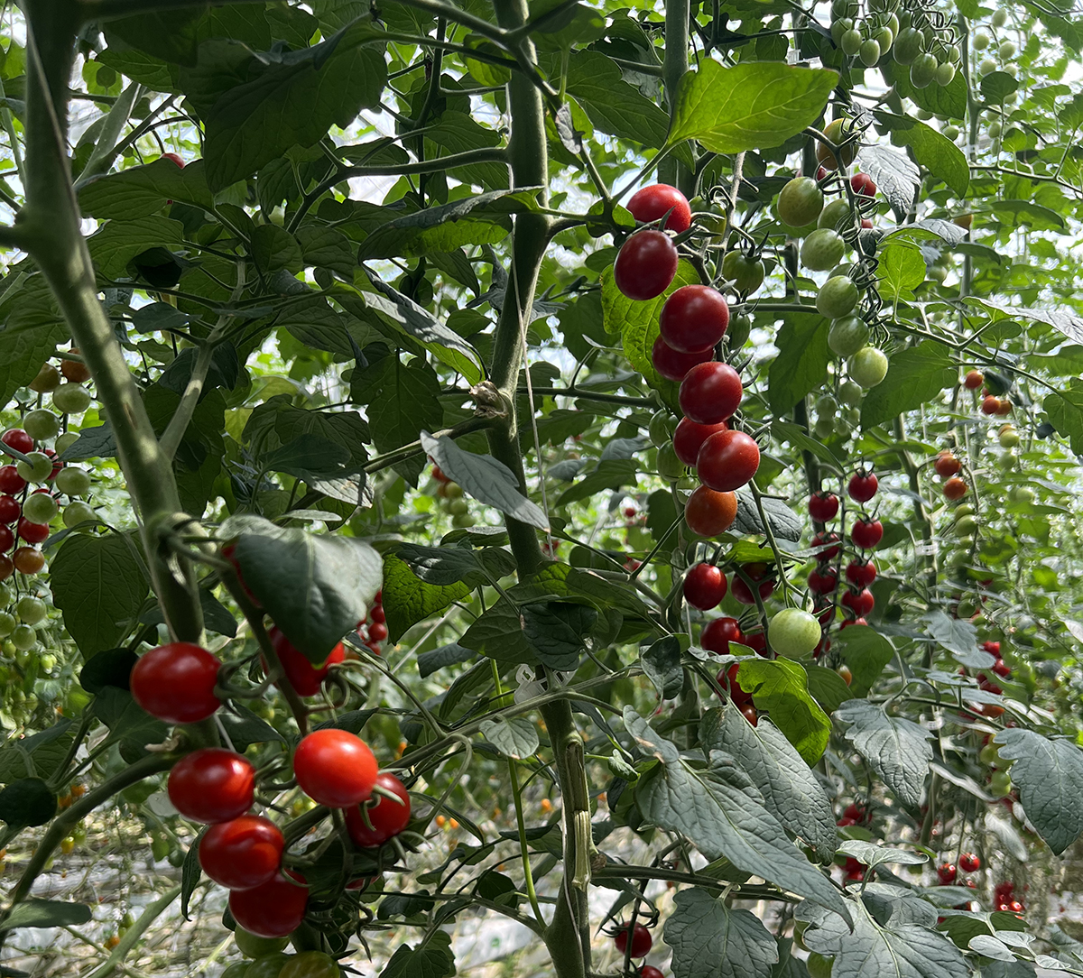 Nature Fresh Farms expands tomato production to California The Packer