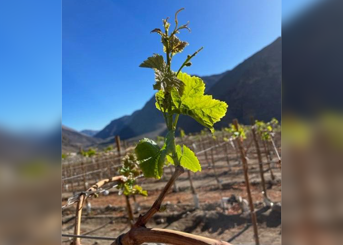 Chilean ‘summer’ fruit en route to U.S. The Packer