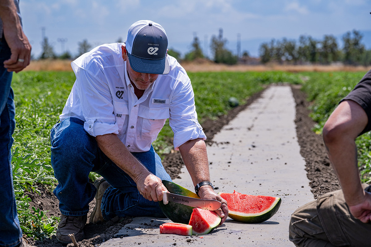Enza Zaden expands watermelon program | The Packer