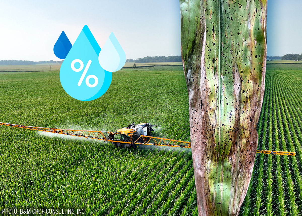 You Can't Afford to Be Complacent About Tar Spot | AgWeb