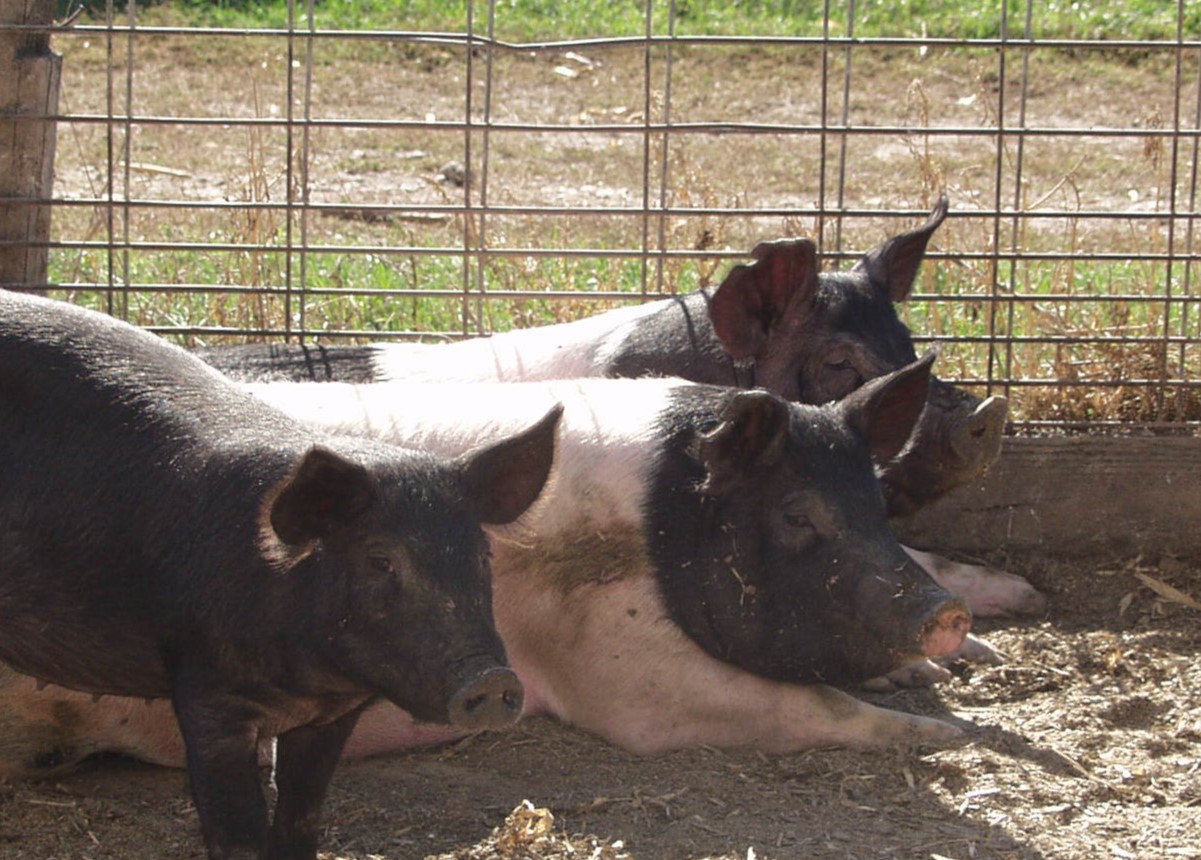 Small Swine Farm Management: Tips To Keep Your Herd Healthy This Spring 