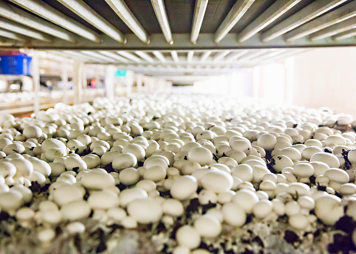 Why the industry remains optimistic about organic The Packer