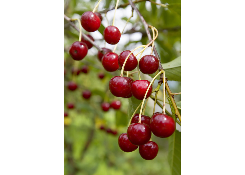 California cherry crop expected to snap back to normal timing | The Packer