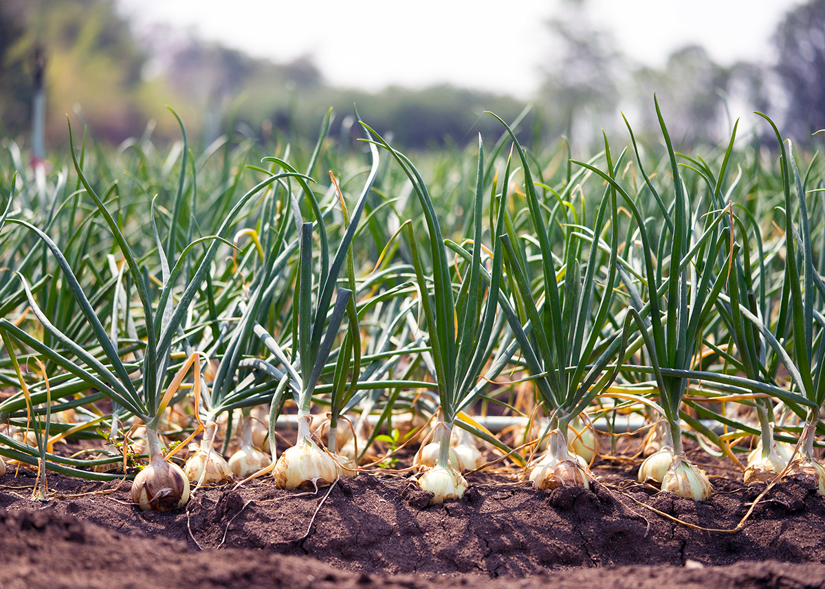 Onions see growth in sales, pressure on supply - Vimarsana News