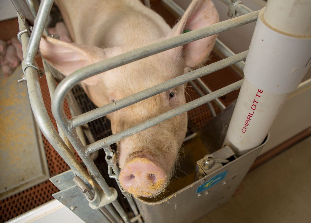 Managing Sow Feed Intake Variation | Pork Business