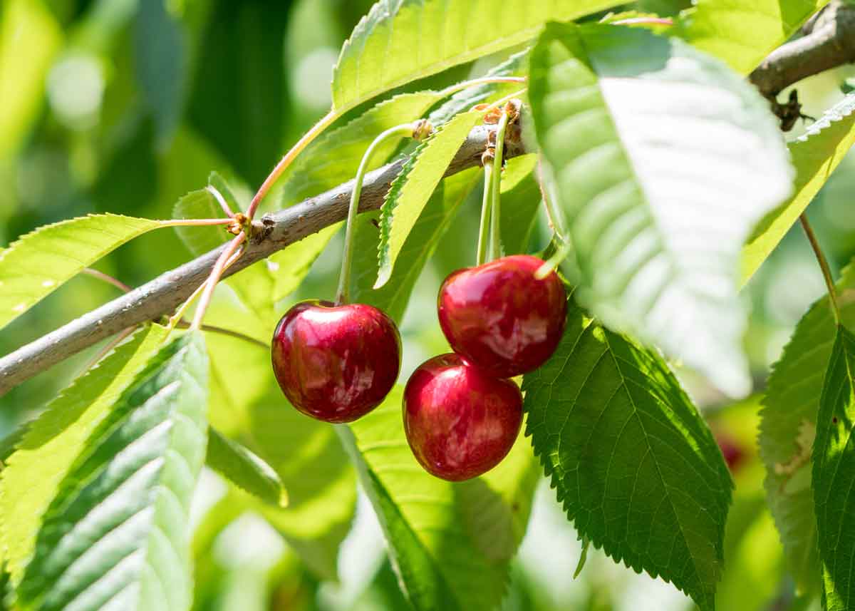 A smaller, but impressive cherry crop expected in British Columbia ...