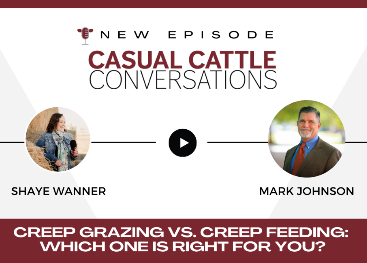 Creep Grazing vs. Creep Feeding: Which one is right for you? | Drovers