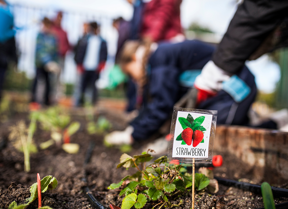 Raley’s to grant learning gardens to three elementary schools The Packer