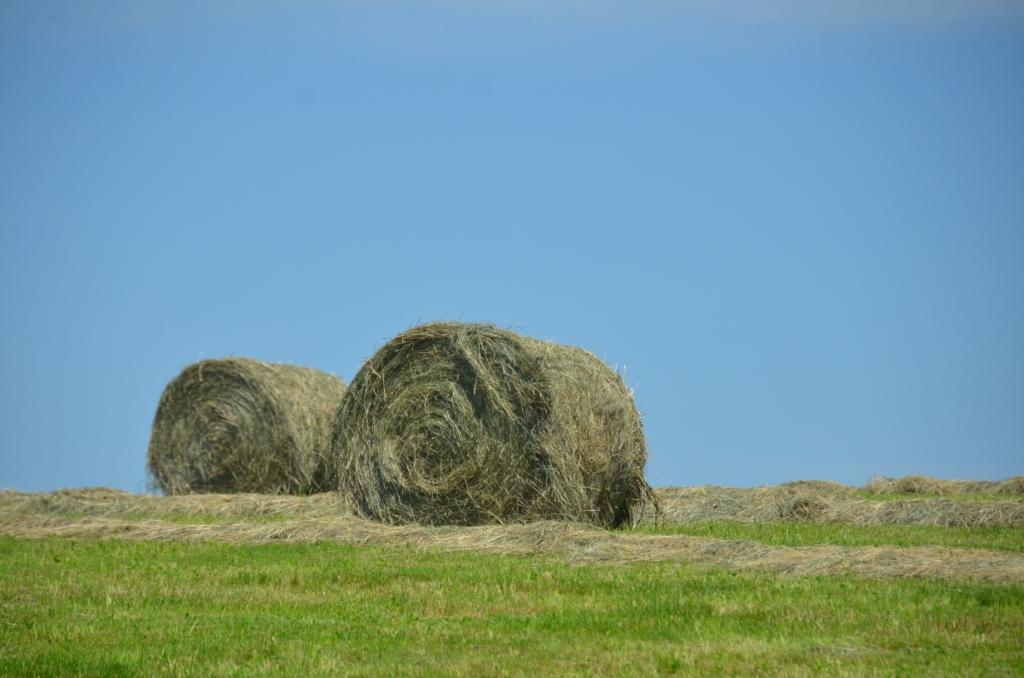 Understanding Wet Hay Dairy Herd