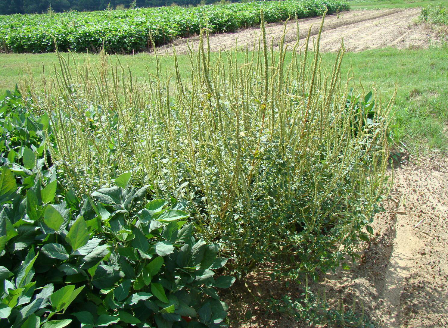 Minnesota Tries to Stop HighCost Invasive Weed Ag